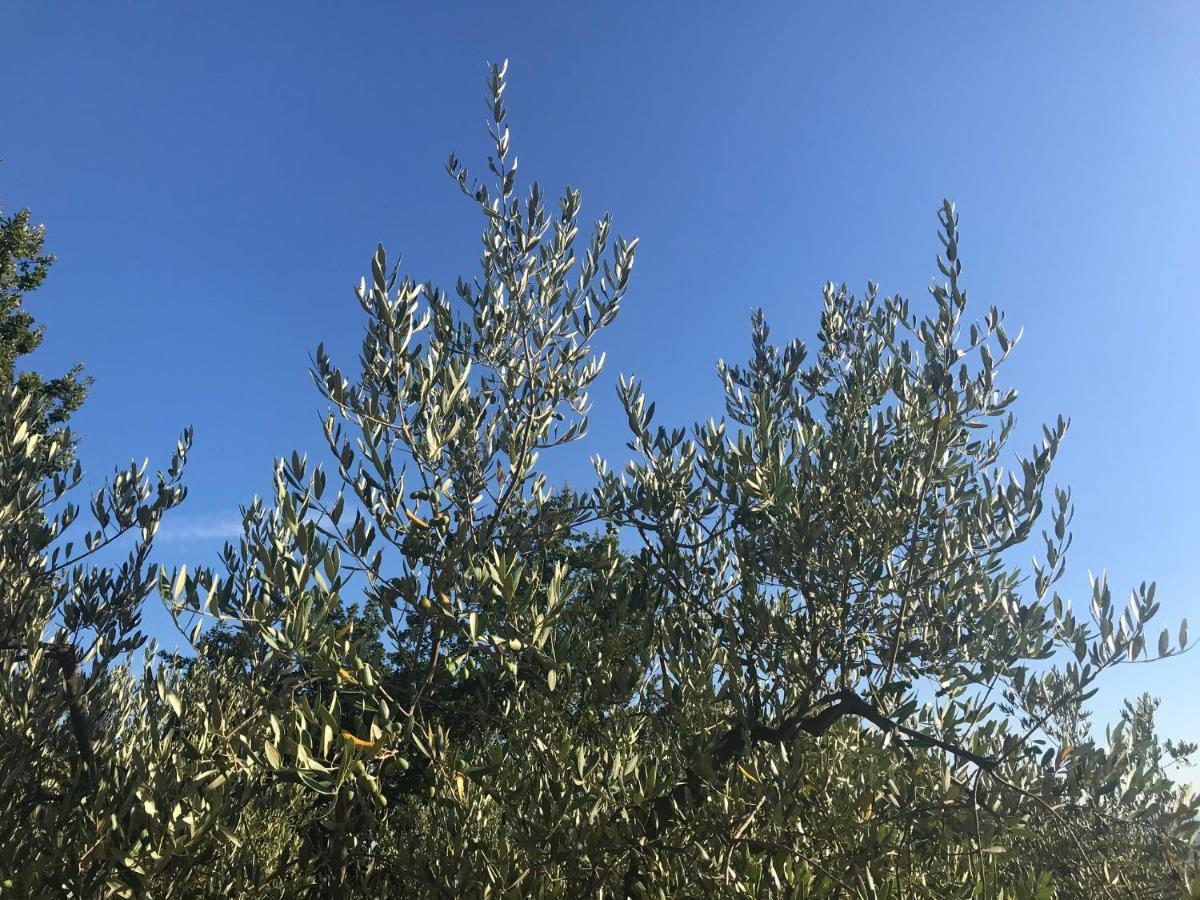 Il Podere La Casina Monsummano Terme Eksteriør billede
