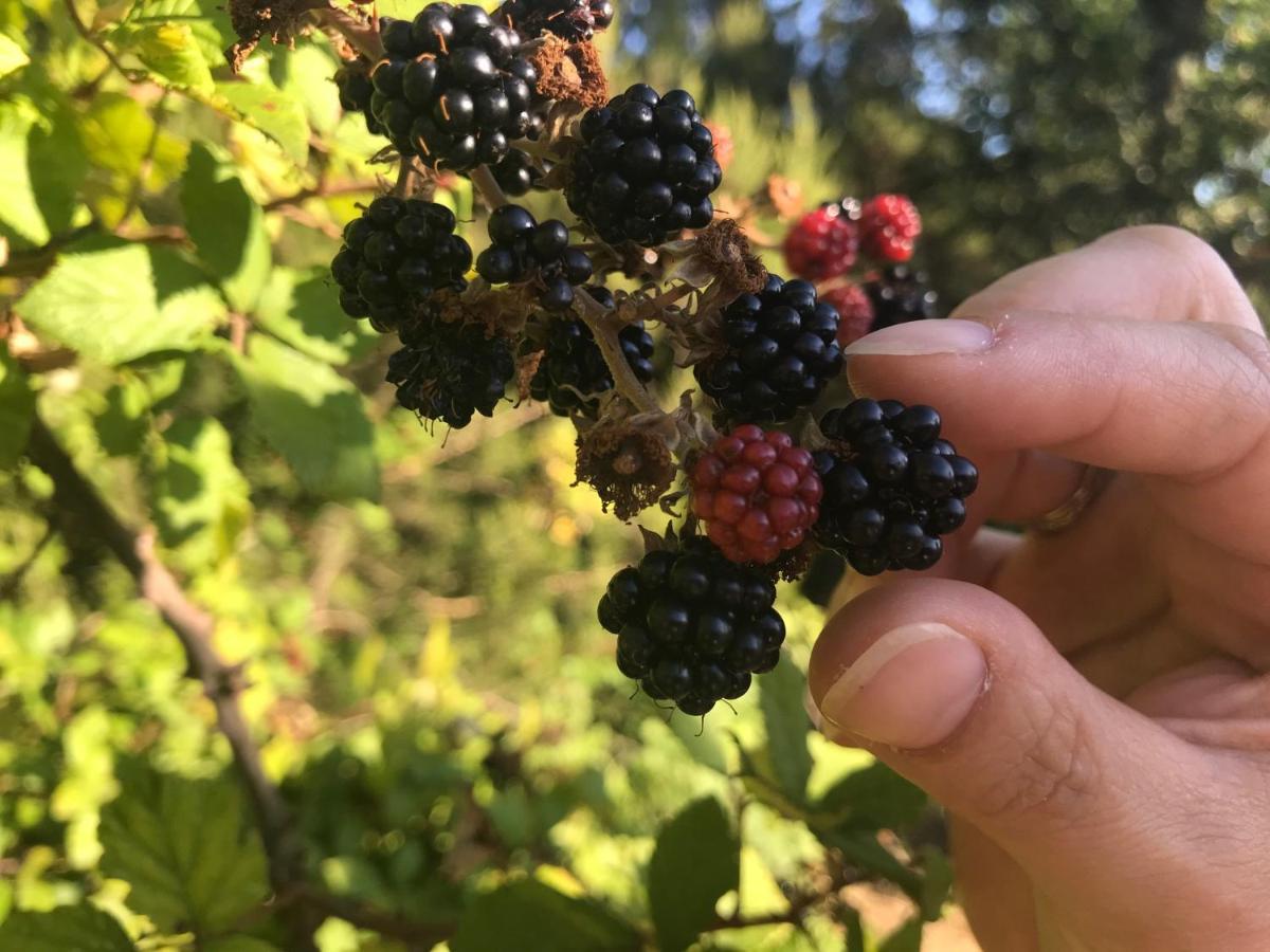 Il Podere La Casina Monsummano Terme Eksteriør billede